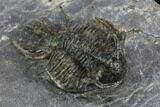 Spiny Ceratarges Trilobite - Mrakib, Morocco #128948-1